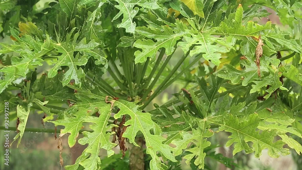 Tropical downpour in jungle, rain and green trees Tropical downpour in jungle, rain and green trees