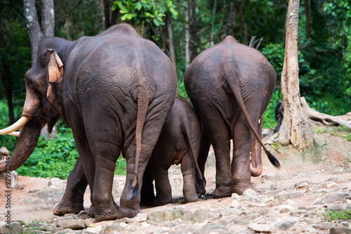 Thai Elephant © vittawat77