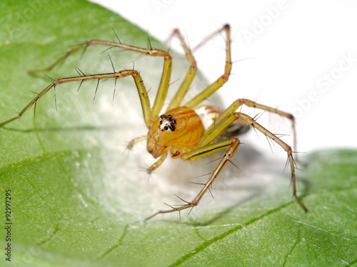 Spiders are laying eggs on the leaves. © noppharat