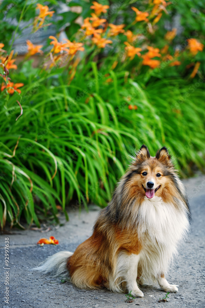 Sheltie dog for a walk in the park.
