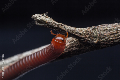 Fotografia close up of the millipede walking
