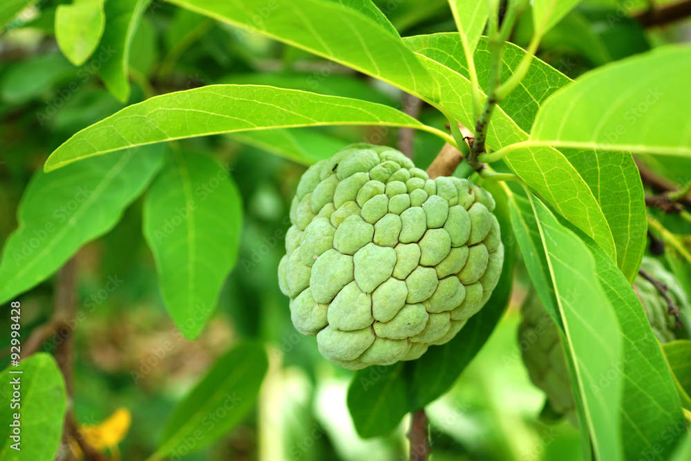 Custard apple fruit on tree. (Annona squamosa) Custard apple fruit on tree. (Annona squamosa)