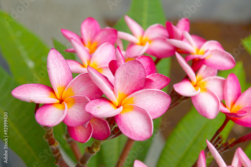 Fragrant frangipani flowers for relaxation.