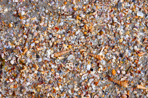 Photo sea shells on the beach, Trang, Thailand.