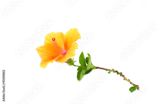 Chinese rose, Orange Hibiscus flower on white background. (Hibis photo