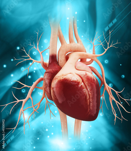 Anatomy of Human Heart