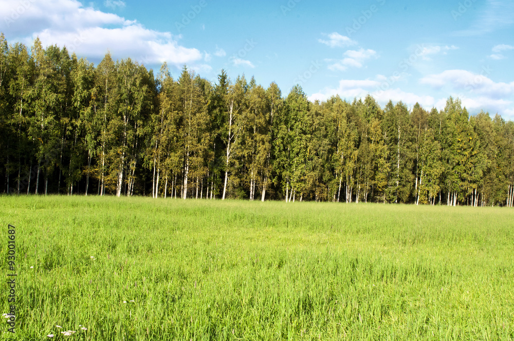 Naklejka premium Grass field under blue sky.