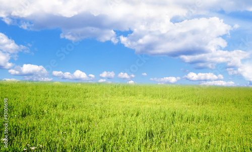 Grass field under blue sky. © chekman