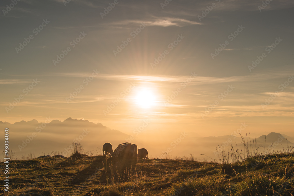 Sheeps enjoying beautiful sunset in the mountains in Slovenia. Sheeps enjoying beautiful sunset in the mountains in Slovenia.