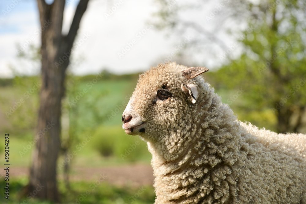 Portrait of a clumsy lamb standing on grass
