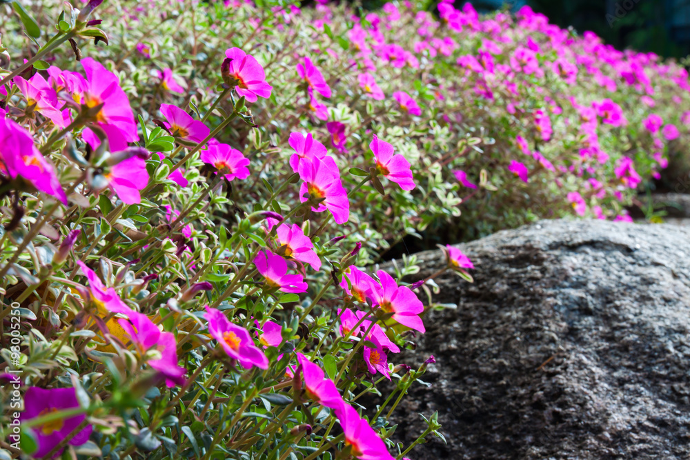 Obraz premium Flower garden