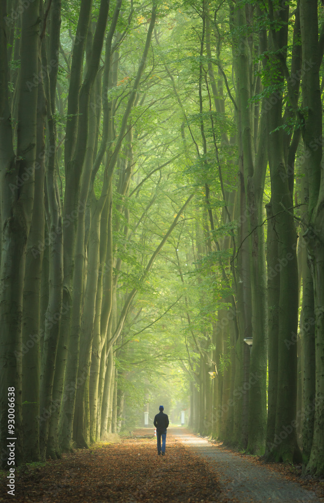 Fototapeta premium Man alone walking in a foggy lane of trees during a nice, autumn sunrise.