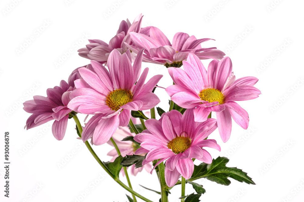 Pink beautiful chrysanthemum isolated on white