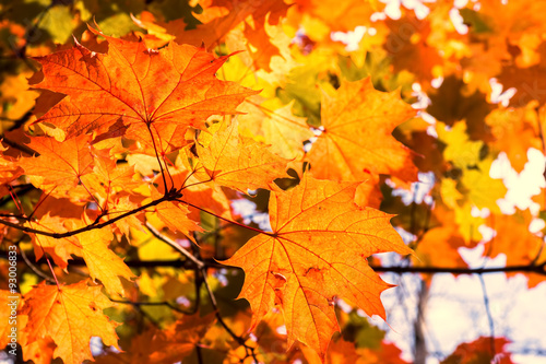Orange Autumnal Leaves on a Tree