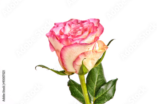 Beautiful and gentle single pink rose isolated on white backgrou photo