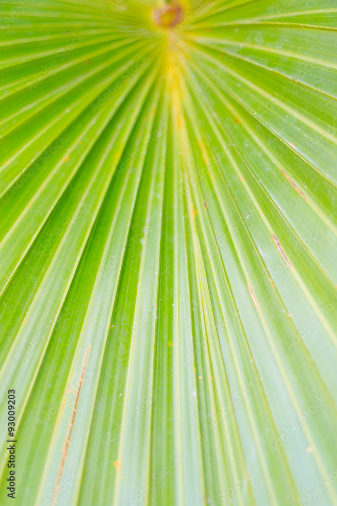 Obraz premium Green leaf texture for background