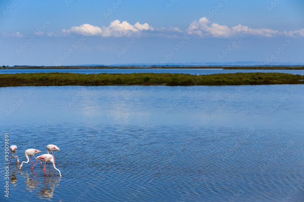 Fototapeta premium Flamants Roses, Camargue