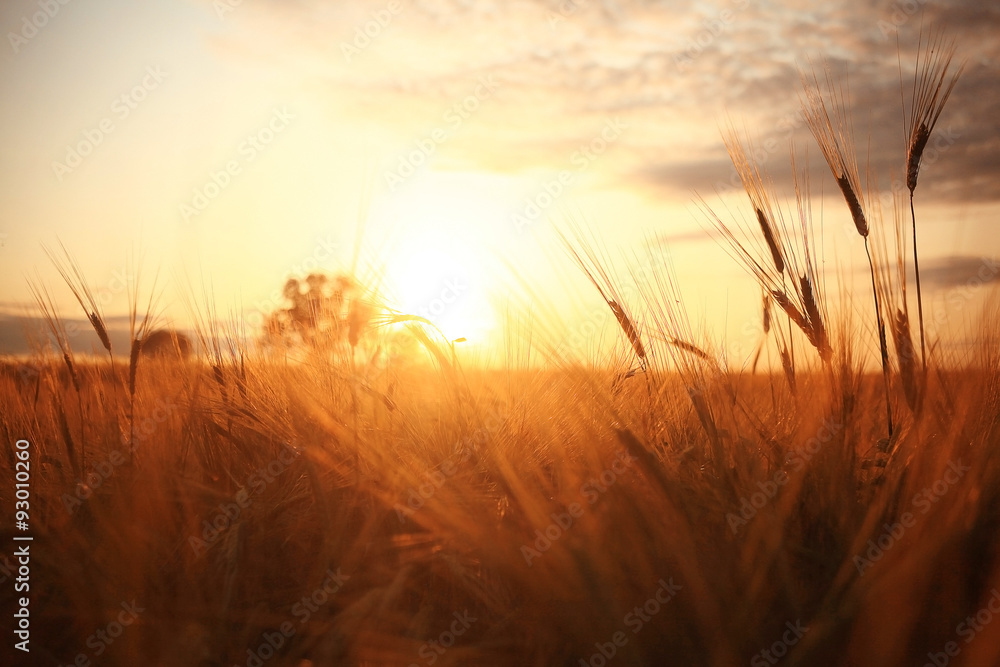 Naklejka premium Zachód słońca w Europie w polu pszenicy