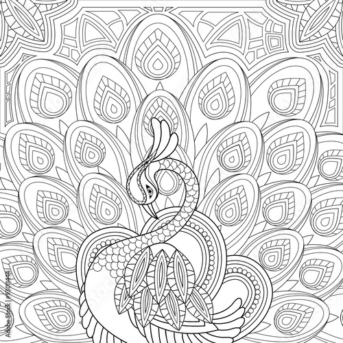 elegant peacock