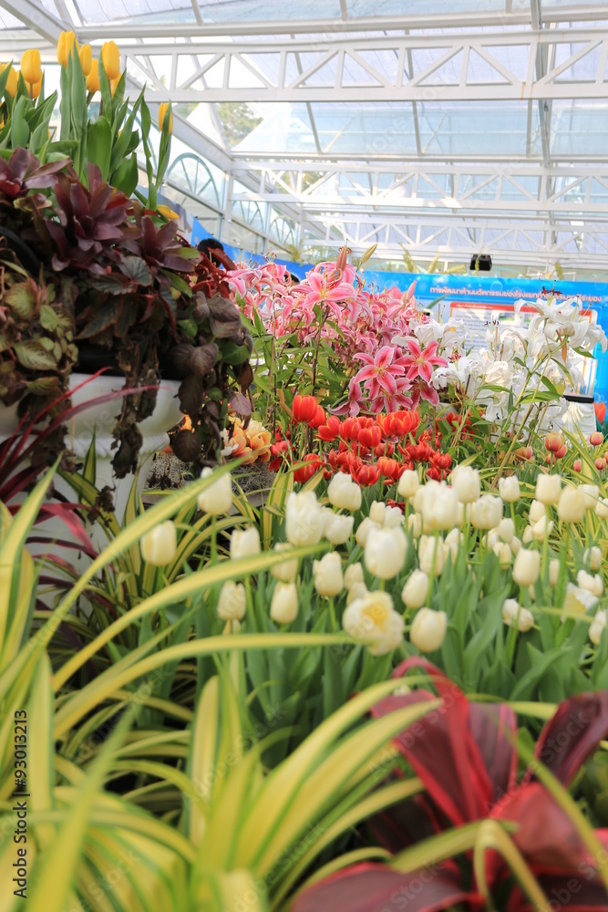 Fototapeta premium Tulip at Thailand