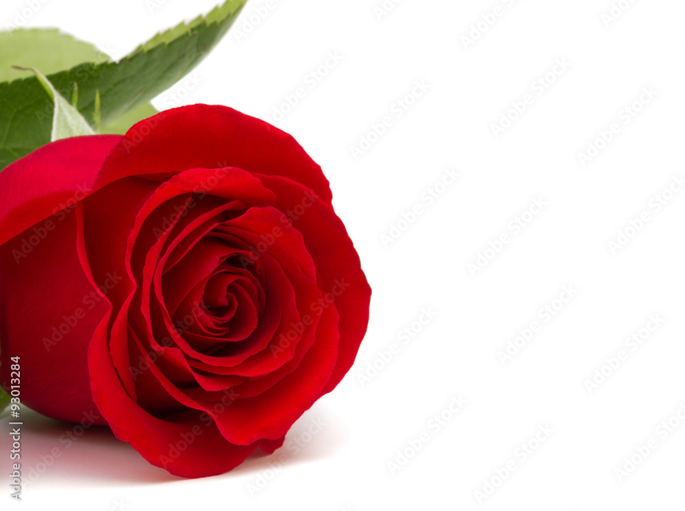 wunderschöne rote Rose mit Textfreiraum wunderschöne rote Rose mit Textfreiraum