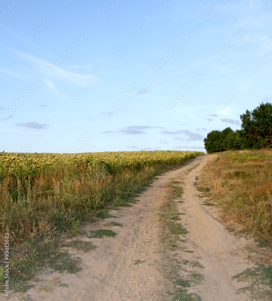 Obraz premium Rural road near a field with sunflowers. Landscape.
