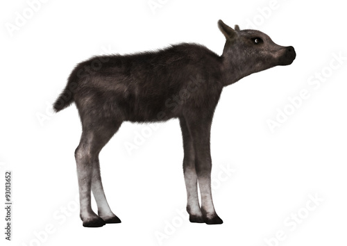 Caribou Calf