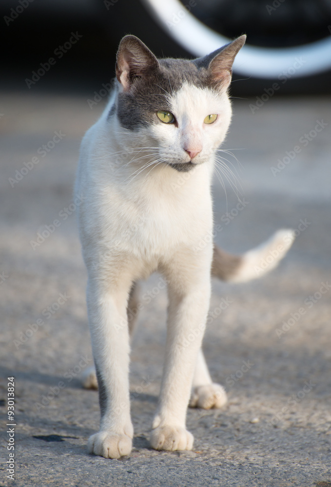 Portrait of dirty stray feral cat on the street.