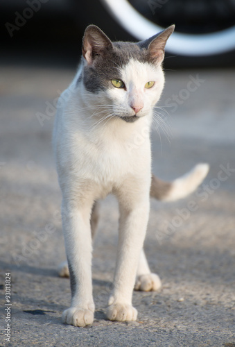 Portrait of dirty stray feral cat on the street. © M-Production