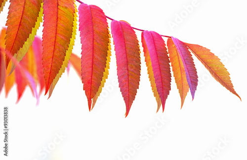 Colourful branch of Staghor...