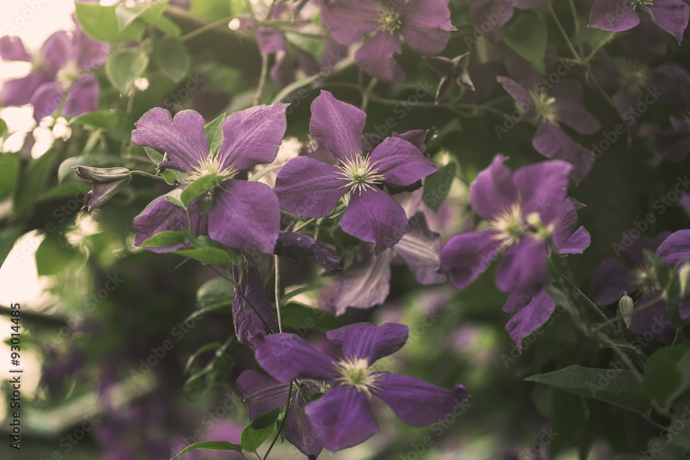 purple clematis flowers, outdoor shot purple clematis flowers, outdoor shot