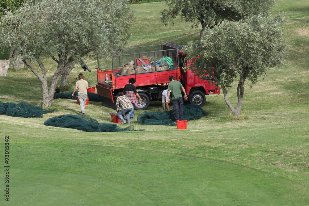 Fototapeta premium Olive harvest