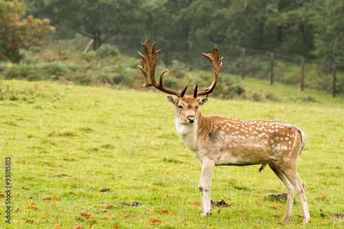 Stag