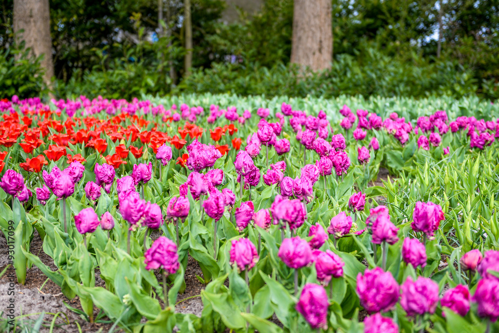 Amsterdam flowers Amsterdam flowers