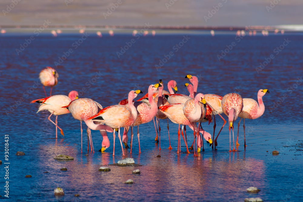 Fototapeta premium Pink flamingos at 