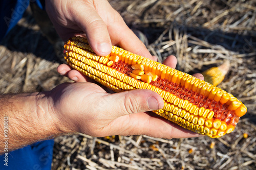 Farmer holding corn cob in hand in corn field