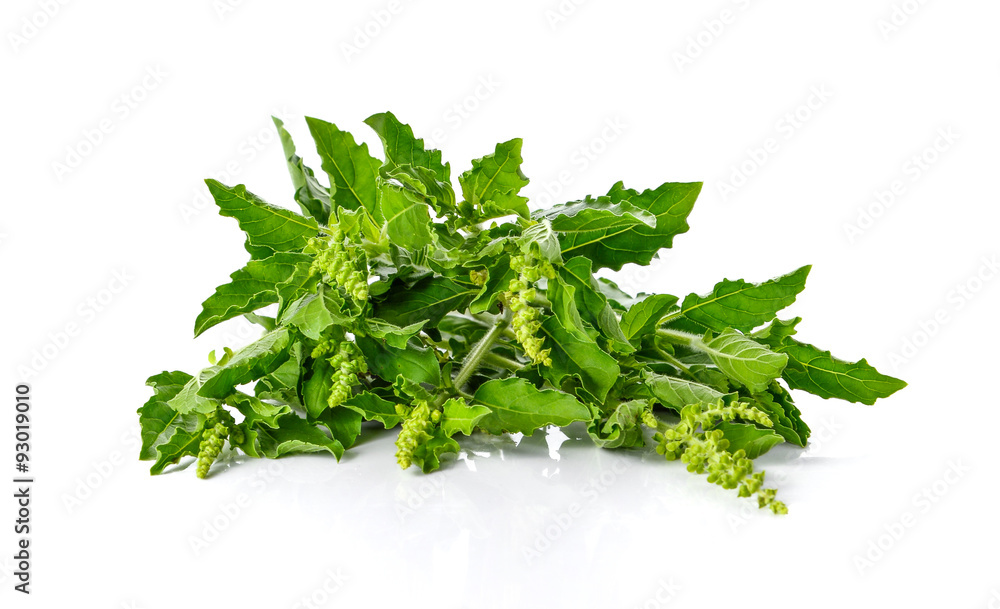 Fototapeta premium Basil leaves on white background.