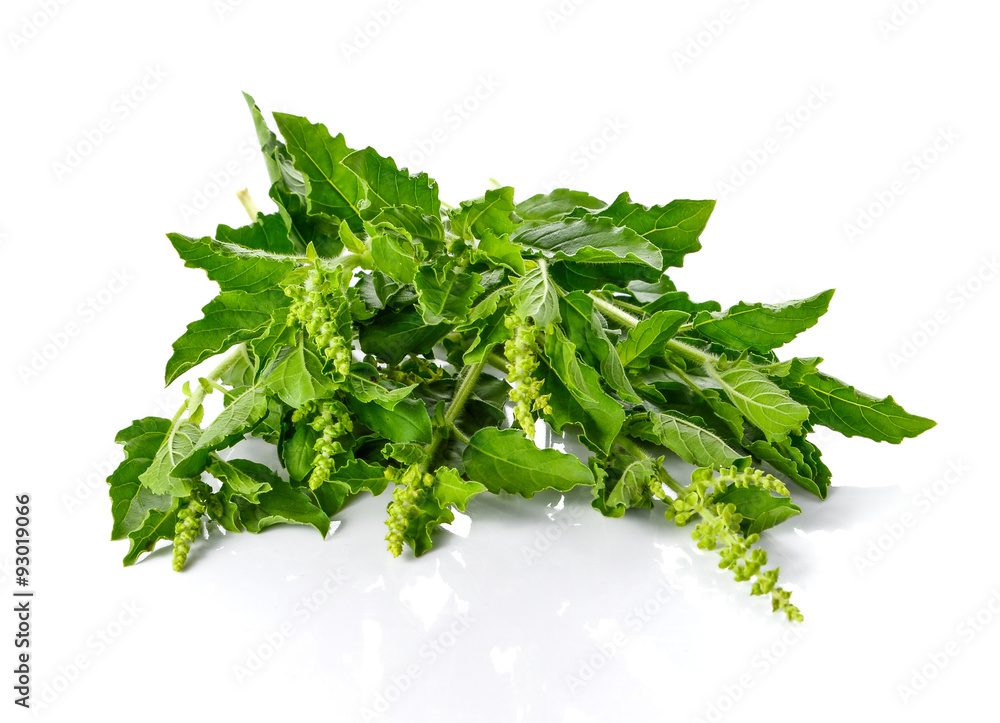 Basil leaves on white background. Basil leaves on white background.