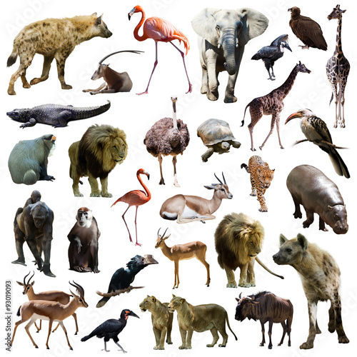 Set of hyenas and other African animals