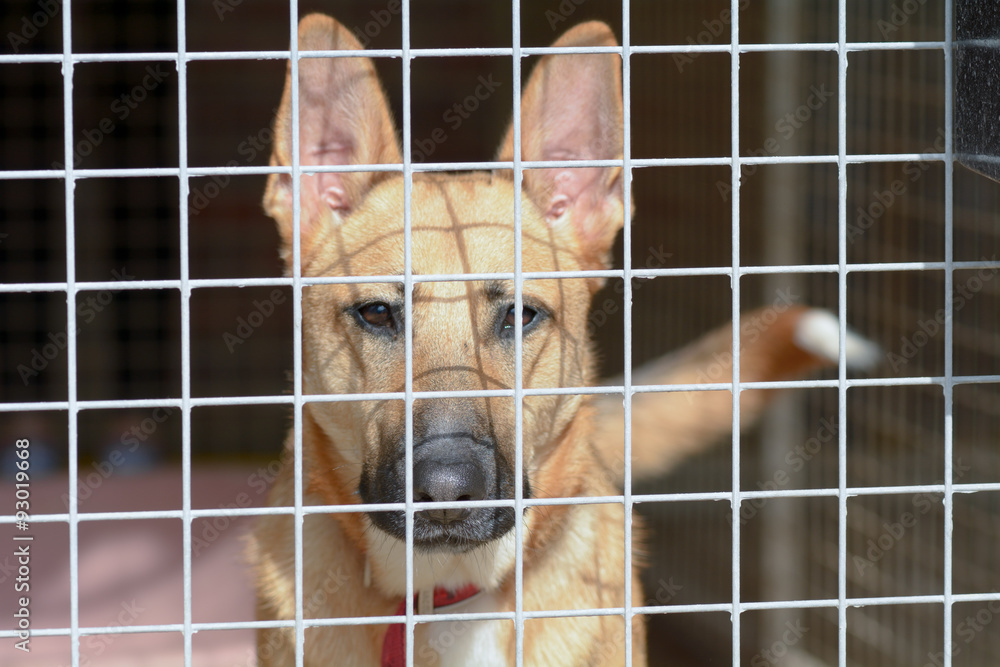 Cross sales breed rescue