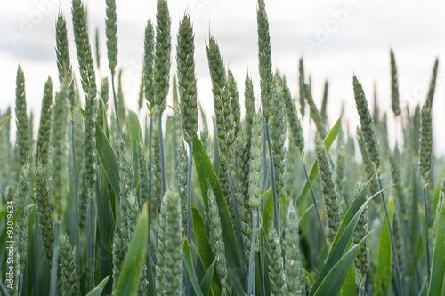  wheat field