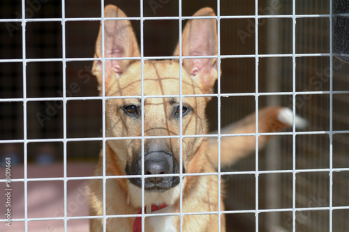 Cross-breed dog in dog rescue kennel
