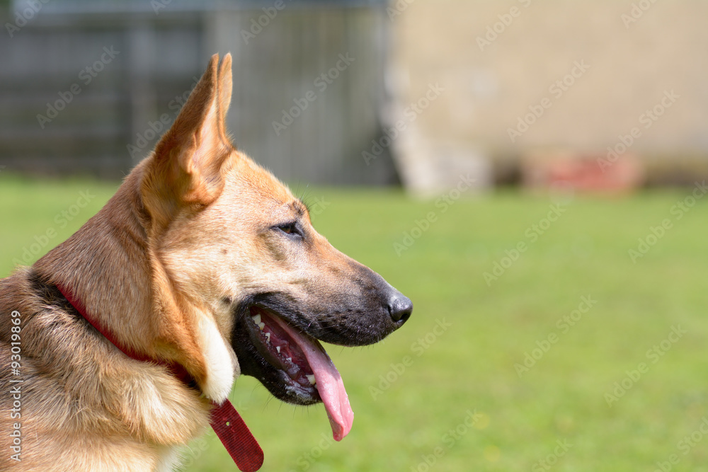 Cross-breed dog portrait Cross-breed dog portrait