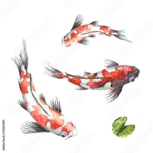 Three Koi fish on white background