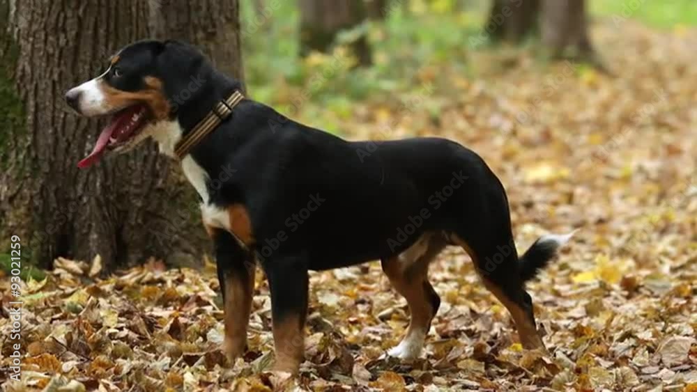 The Entlebucher Sennenhund in Autumn Forest The Entlebucher Sennenhund in Autumn Forest