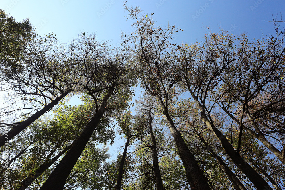 Fototapeta premium autumn sky leaves background