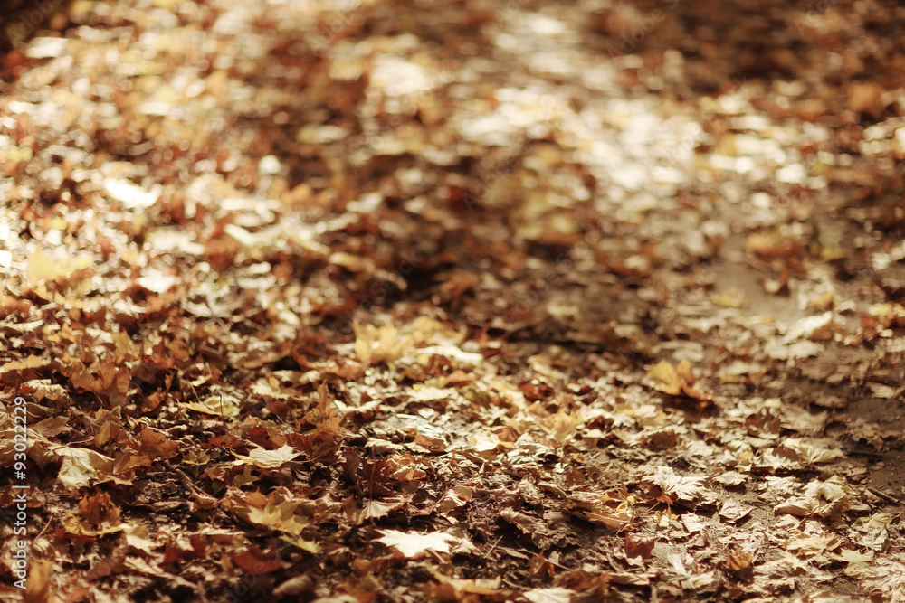 background autumn leaves in the park, nature background autumn leaves in the park, nature