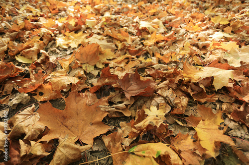 Autumn texture of yellow fallen leaves © kichigin19