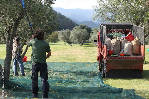 Un gruppo di contadini fanno la raccolta delle olive photo