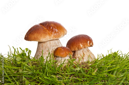 Three Mushrooms isolated on a white background.